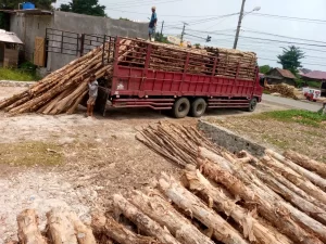 Kayu Dolken harga murah